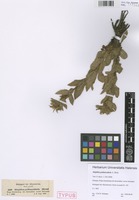 Syntype of Alepidea peduncularis A. Rich. [family APIACEAE]