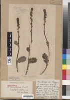 Holotype of Acaena pinnatifida Ruiz & Pav. subsp. grandiflora Bitter [family ROSACEAE]