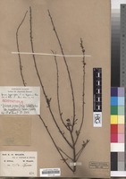 Isosyntype of Spiraea hypericifolia L. var. hupehensis Rehder [family ROSACEAE]