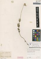Isotype of Calea uniflora Less. [family ASTERACEAE]