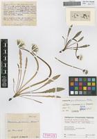Paratype of Taraxacum pauckertianum Hudziok [family ASTERACEAE]