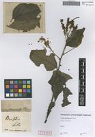 Type of Cordia multispicata Cham. [family BORAGINACEAE]