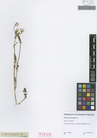 Syntype of Senecio hieracioides DC. [family ASTERACEAE]
