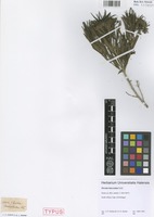 Syntype of Pavetta lanceolata Eckl. [family RUBIACEAE]