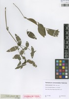 Justicia fasciata in Global Plants on JSTOR