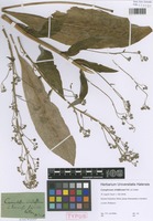 Type of Cynoglossum viridiflorum Pall. ex Lehm. [family BORAGINACEAE]