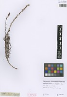 Syntype of Hebenstretia dentata L. variety integrifolia E. Mey. [family SCROPHULARIACEAE]