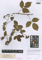 Syntype of Rubus sprengelii Weihe forma glandulosa Wirtg. [family ROSACEAE]