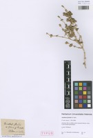 Syntype of Anabasis florida M. Bieb. [family CHENOPODIACEAE]