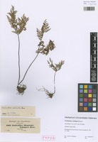 Syntype of Cheilanthes schimperi Kunze [family ADIANTACEAE]