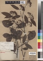 Isotype of Photinia schneideriana Rehder & E.H. Wilson [family ROSACEAE]