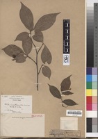 Isotype of Photinia villosa (Thunb.) DC. var. sinica Rehder & E.H. Wilson [family ROSACEAE]