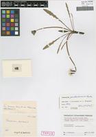 Holotype of Taraxacum pauckertianum Hudziok [family ASTERACEAE]