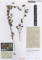 Syntype of Lantana sellowiana Link & Otto variety planifolia Cham. [family VERBENACEAE]