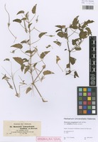 Original material of Monsonia senegalensis Guill. & Perr. variety subbiflora Hochst. [family GERANIACEAE]
