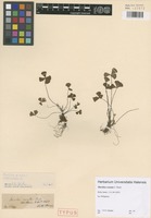 Syntype of Marsilea crenata C. Presl [family MARSILEACEAE]