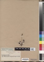 Type of Saxifraga granulata L. var. livescens R.? [family SAXIFRAGACEAE]
