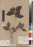 Isoparatype of Cotoneaster foveolatus Rehder & E.H. Wilson [family ROSACEAE]