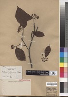 Isoparatype of Photinia schneideriana Rehder & E.H. Wilson [family ROSACEAE]