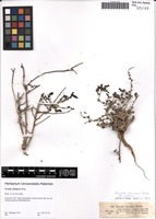 Isotype of Sevada schimperi Moq. [family CHENOPODIACEAE]
