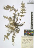 Isotype of Carlina acaulis L. forma elongata Meusel & K. Werner [family ASTERACEAE]