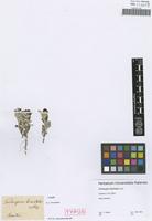 Type of Trichospira biaristata Less. [family ASTERACEAE]