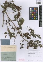 Type of Paullinia uloptera Radlk. [family SAPINDACEAE]