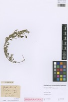 Original material of Crotalaria debilis Spreng. [family FABACEAE]