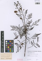 Syntype of Mimosa spiciflora H. Karst. [family MIMOSACEAE]