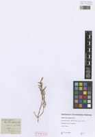 Type of Salicornia caspica Pall. [family CHENOPODIACEAE]