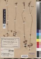 Type of Saxifraga rouyana Magnier [family SAXIFRAGACEAE]