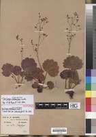 Isotype of Saxifraga veitchiana Balf.f. [family SAXIFRAGACEAE]