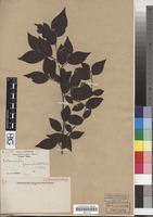 Isoparatype of Cotoneaster foveolatus Rehder & E.H. Wilson [family ROSACEAE]