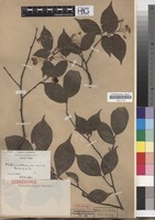 Isoparatype of Photinia villosa (Thunb.) DC. var. sinica Rehder & E.H. Wilson [family ROSACEAE]