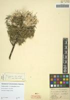 Holotype of Carlina acaulis L. variety polycephala Irmisch [family ASTERACEAE]