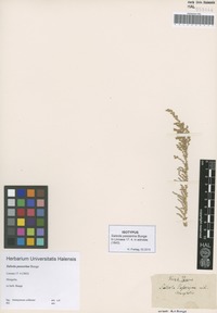 Type of Salsola passerina Bunge [family CHENOPODIACEAE]
