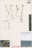 Original material of Veronica hederifolia L. variety microphylla Friv. [family SCROPHULARIACEAE]