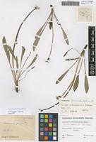 Isotype of Taraxacum geminidentatum Hudziok [family ASTERACEAE]