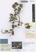 Type of Serjania moritziana Schltdl. [family SAPINDACEAE]