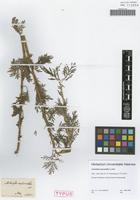Type of Artemisia macrantha Ledeb. [family ASTERACEAE]