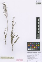Syntype of Sisymbrium montanum E. Mey. ex E. Fourn. [family BRASSICACEAE]