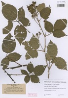 Syntype of Rubus vigorosus P. J. Müll. & Wirtg. [family ROSACEAE]