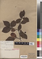 Isoparatype of Cotoneaster foveolatus Rehder & E.H. Wilson [family ROSACEAE]
