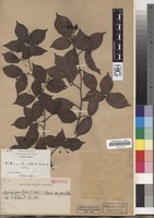 Isotype of Photinia subumbellata Rehder & E.H. Wilson [family ROSACEAE]