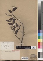 Isoparatype of Photinia villosa (Thunb.) DC. var. sinica Rehder & E.H. Wilson [family ROSACEAE]