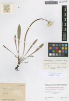 Holotype of Taraxacum geminidentatum Hudziok [family ASTERACEAE]