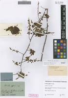 Type of Urvillea affinis Schltdl. [family SAPINDACEAE]