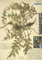 Holotype of Carlina acaulis L. forma elongata Meusel & K. Werner [family ASTERACEAE]