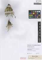 Type of Peucedanum hystrix Bunge [family APIACEAE]