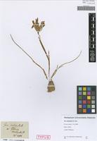 Syntype of Iris reticulata M. Bieb. [family IRIDACEAE]